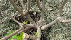 Sadzić głęboko czy nie? Błąd przy sadzeniu hortensji, który może zniszczyć krzew