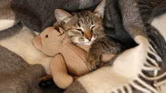 Czy kotka będzie wdzięczna za uratowanie z ulicy i nowy dom?