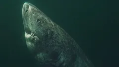 Rekin grenlandzki jest starszy od Stanów Zjednoczonych: jak ten morski drapieżnik może żyć ponad 400 lat