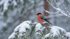 Skoro śniegułki nie są ptakami wędrownymi, dlaczego nie widać ich latem? W końcu mamy odpowiedź